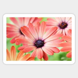 Osteospermum  Serenity Rose Magic= 'Balseroma'  Serenity series Sticker